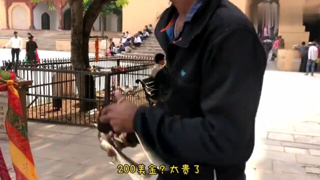 印度人的美食:印度小哥卖1300的鞋拔子啥样中国妹子实拍印度街头天价鞋拔子!