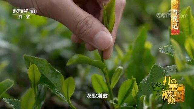 茶如今是紫金县乡村振兴,农民增收的重要民生产业