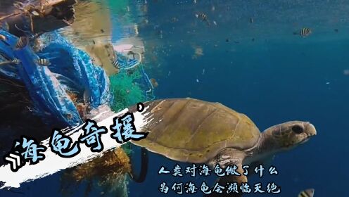 纪录片：人类对海龟做了什么，为何海龟会濒临灭绝！