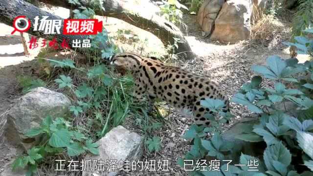 视频|这家动物园为超重的薮猫制定“减肥计划”