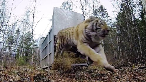 3头东北虎被放归森林，当笼子打开的那一刻，镜头记录震撼画面！