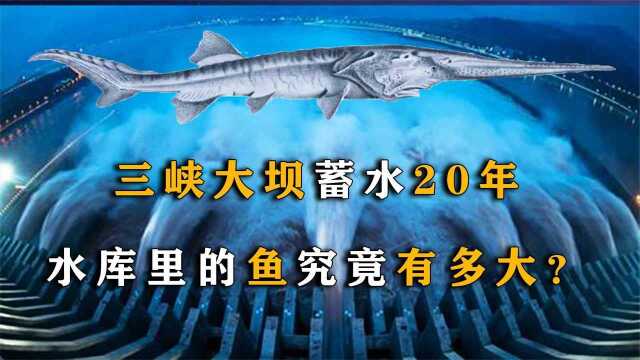 蓄水20年三峡水库,成为鱼儿的天堂,水库中的鱼到底有多大?