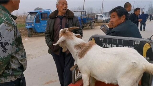 现在白山羊价格多少钱一斤,大爷来告诉你真实价格,比你那里贵吗