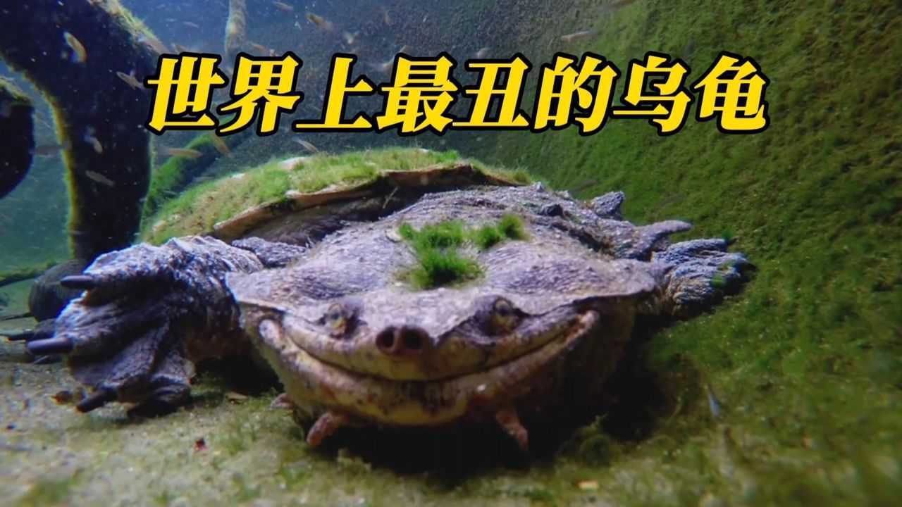 纪录片选出最丑的3种龟鳖,丑冠军名副其实,动物搞笑配音解说_高清1080P在线观看平台_腾讯视频
