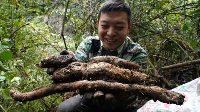 进山给朋友挖野生山药,运气不错找到一颗靓货一根变两根,这下有口福了