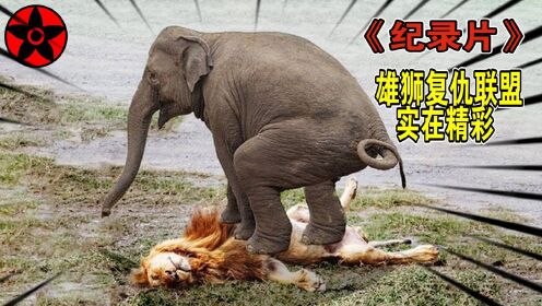 动物纪录片:为给惨死的幼崽报仇,狮子起义复仇联盟诛杀大象