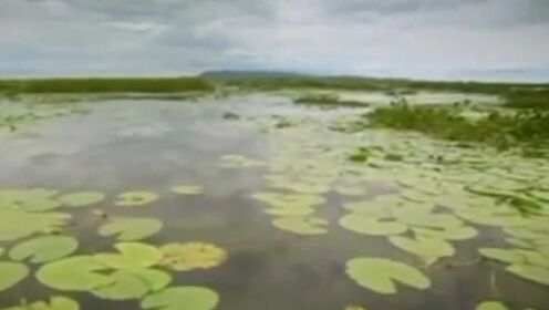 雨季来临，苏德沼泽像海绵一般，吸收了尼罗河的精华！