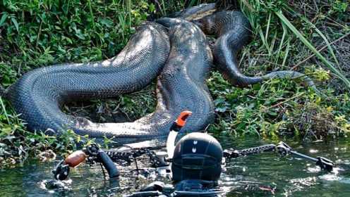 奇趣纪录片：能绞碎船只的巨蟒，盘点6个超危险的亚马逊生物