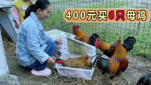 花400元买了6只母鸡，5只公鸡终于有伴了，很兴奋