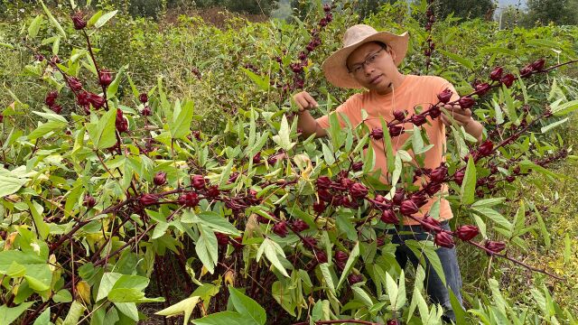 这种印度品种的果子有钱男人很喜欢,大叔才种600棵收入就有3万元