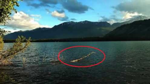 新疆喀纳斯湖水怪浮出水面，全长竟有10米，科学家冒死进行捕捉！