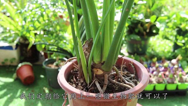 盆土板结不用慌,一把“黑料”就能调节