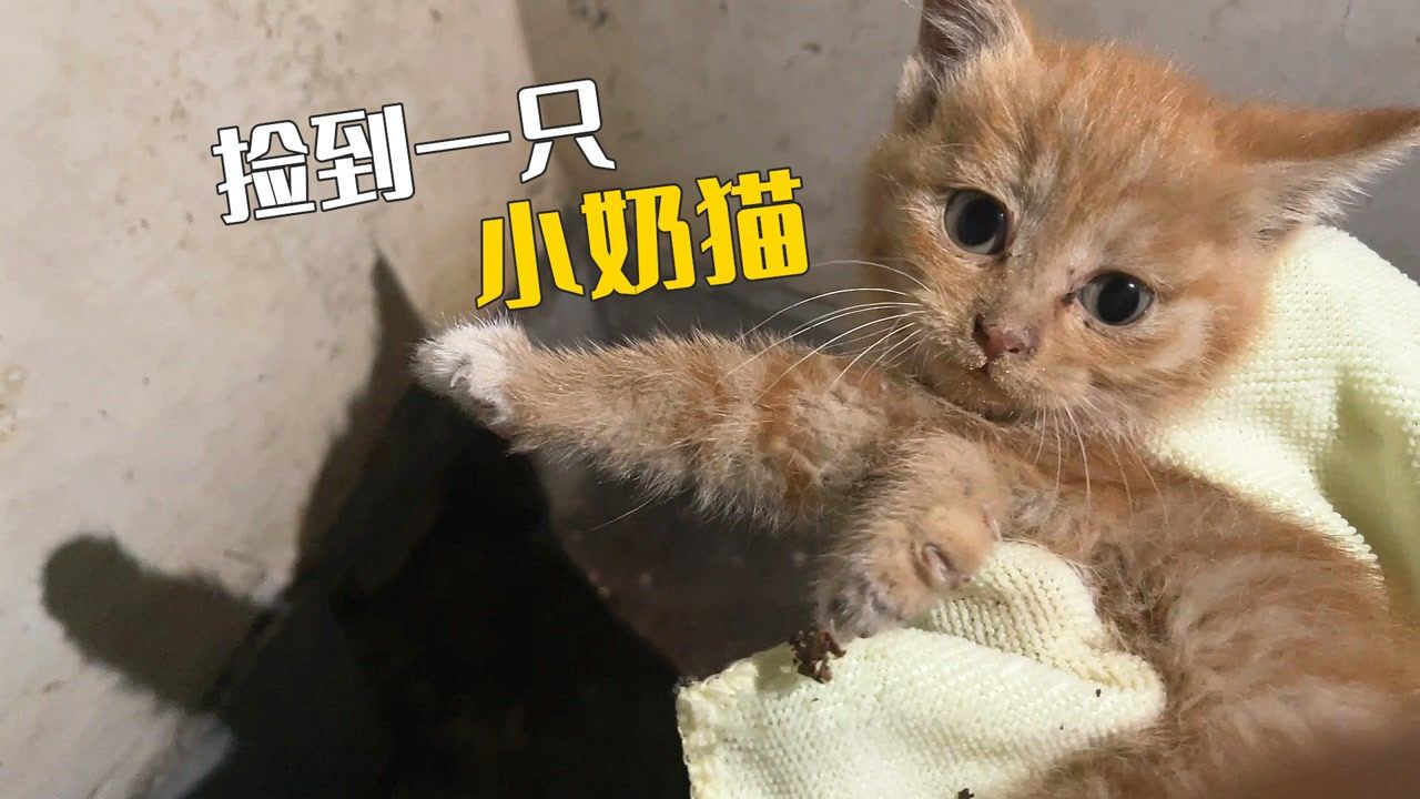 不知道捡到小奶猫，是福是祸？_高清