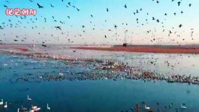 超震撼!辽宁朝阳冬天里的壮观鸟海,集群劲飞无以伦比的美