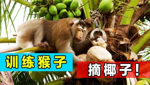 如何训练猴子摘椰子？泰国猴子成免费劳工，效率完爆人类！
