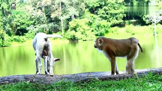 可怜的怀孕母狗被雌猴袭击,母狗大声喊叫!