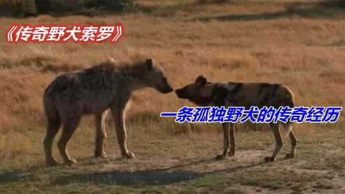 孤独的野犬索罗，用自己强大的能力，居然和鬣狗，胡狼结成了同盟