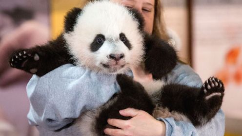 中国熊猫宝宝成为法国网红，2400万老外为之疯狂，国母亲自为它取名
