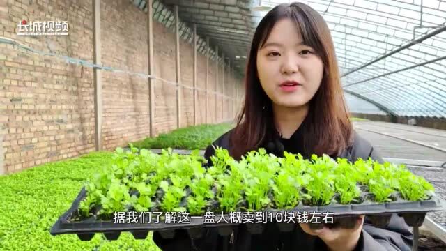 vlog丨美味芹菜成长记