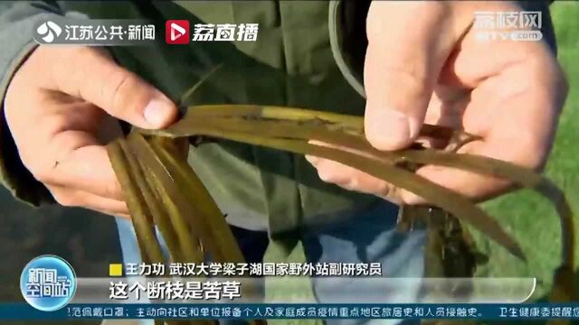 重建恢复阳澄湖原生水生植被 江苏首次开启开放性湖泊种草