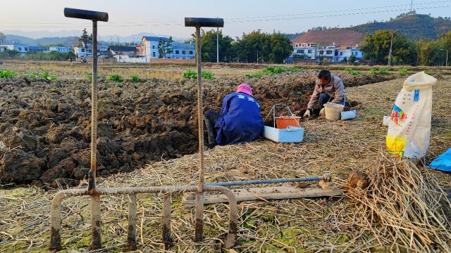 农村60后夫妻承包2.5亩农田,靠种植地下水果,一个冬季收入5万元