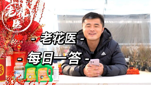 黄金瓦萨维奇叶子摸起来很薄?姬龟背叶子发黑?每日一答