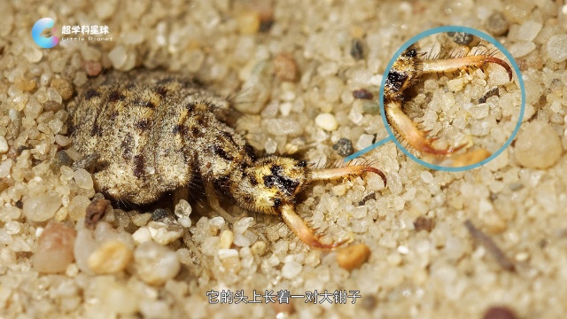 第9讲蚁狮沙地中的冷血杀手