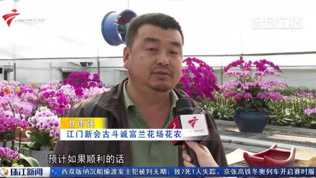 江门:多地迎春花市停办 电商平台助力花农增收