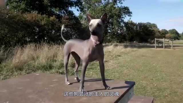 #萌宠百善乘着春风传递爱# 科普:地球上最古老稀有的犬类,最早一种出现在公元前3世纪