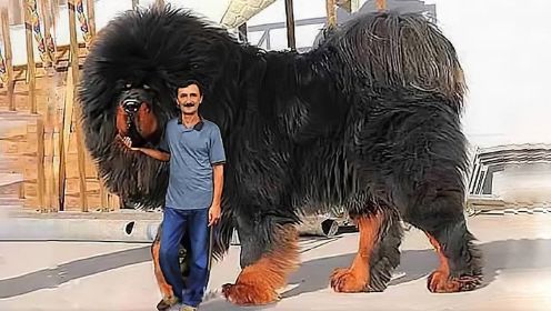 世界体型最大狗狗排行榜，你见过吗？