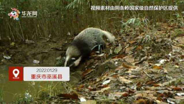 重庆阴条岭猪獾全家出动觅食 样子憨厚可爱