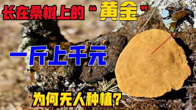 长在桑树上的“黄金”,一斤上千元,为何无人种植?