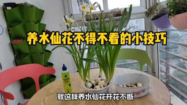 养水仙花如何控水让开花又多又大终于有了答案