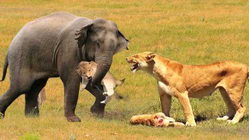 大象不小心踩死一只小狮子，母狮看到了怒了，直接报复小象
