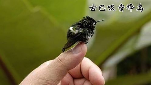 世界上最小的鸟类，能顺利活下来都是幸福