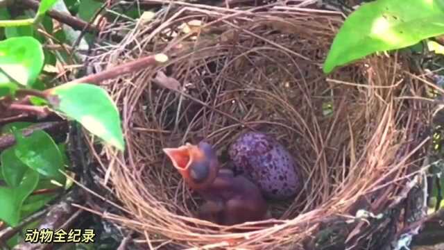 纹耳鹎幼鸟被大群蚂蚁撕咬,情况非常不妙,它们能逃过这一劫吗?