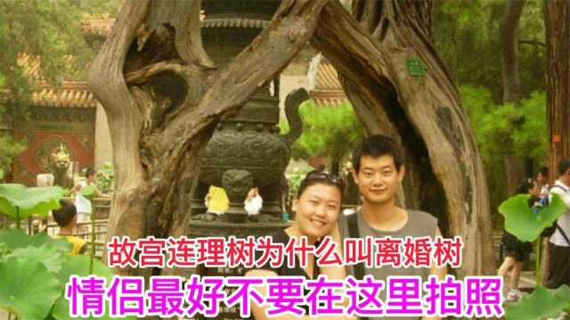 故宫连理树为什么叫离婚树?情侣不要在这里拍照,终于知道为啥了