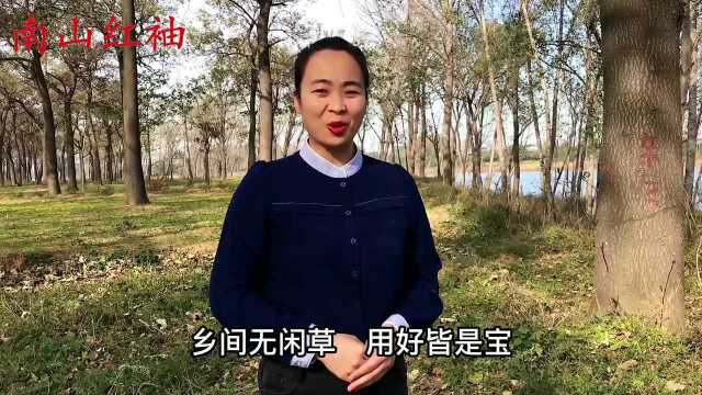 河边常见的辣蓼,人称“醉鱼草”,比鱼竿快比鱼枪实用,要收藏