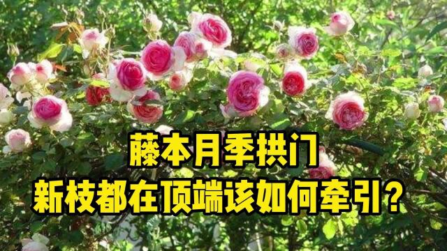 蓝妖:藤本月季拱门的新枝,都在顶端该如何牵引?