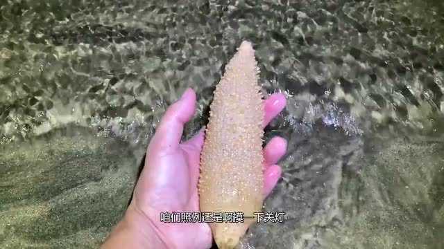 半夜赶海遇到搁浅的海马,赶紧放到水里,沙滩上还有好多梭子蟹