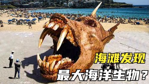 6个在海滩上发现的最大海洋生物，恐龙能在水中生活，现在也有？