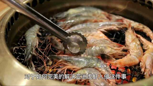 亚洲虎虾入侵美国,长得手臂一样长