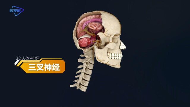 三叉神经人体3D带你透过皮肤看身体!【泽桥视频制作】