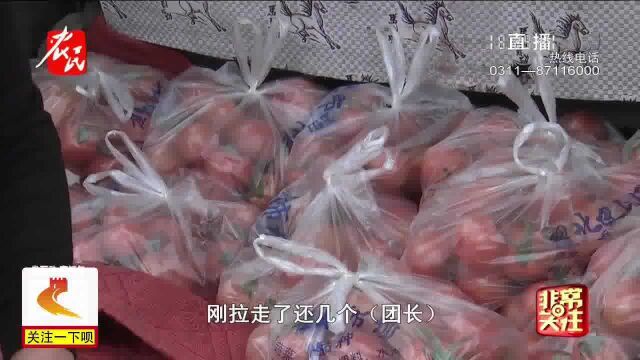 石家庄栾城:观众客商地头收购,滞销西红柿的销路打开了