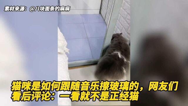 猫咪是如何跟随音乐擦玻璃的,网友们看后评论:一看就不是正经猫