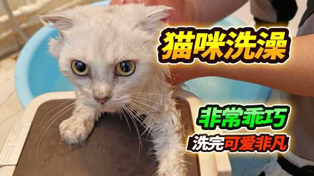 捡到6个月大走丢宠物流浪猫,给他洗澡时差点崩溃,怎能如此对它