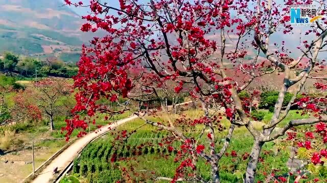 潞江坝木棉花图片