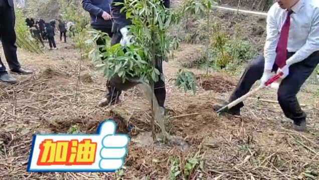 多方联动 补植复绿 千年古树不再孤单——广元市检察院开展生态修复补植复绿和古树名木保护活动