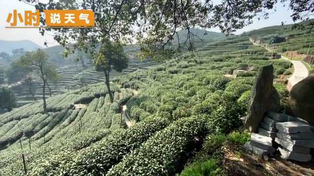 小时说天气|西湖龙井新茶很快就能喝上,最美最实用采茶服的亲测也来了