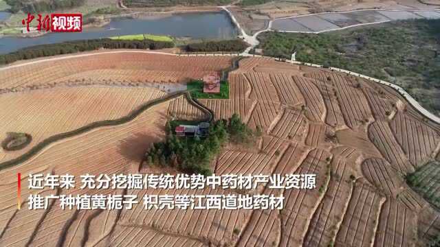 【乡村振兴】航拍江西湖口药材基地:带动乡村旅游促进农民增收